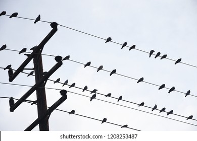 Birds sitting on  telephone pole wires
