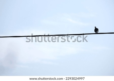 Birds sitting on a wire with text space