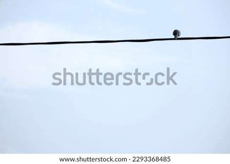 Birds sitting on a wire with text space