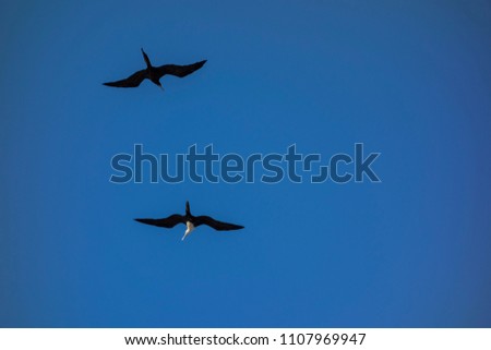 Similar – Two seagulls in the sky