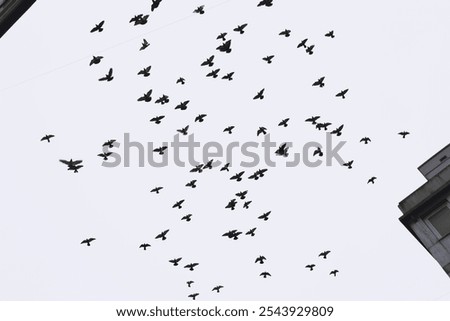 36 Vogel Vogelschwarm