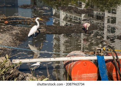 Birds in small polluted pond as real estate development encroaches on their habitat. - Shutterstock ID 2087963734