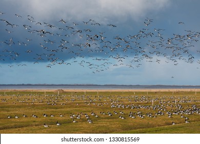 Birds soar. Lots of birds in the air. Migratory birds. Migration of animals. - Shutterstock ID 1330815569