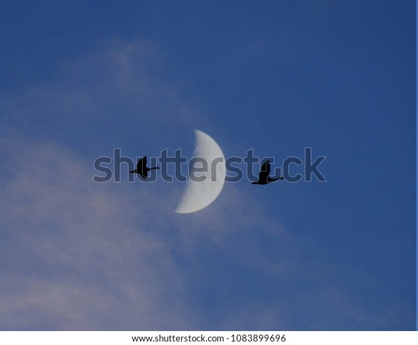 Birds Soaring by the Moon\
