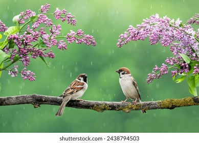 birds sparrows sit in the spring garden in the rain among the flowering branches of lilac - Powered by Shutterstock