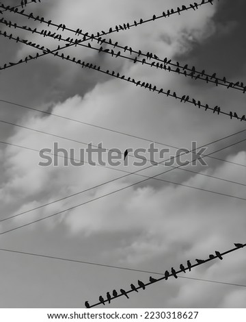 birds are standing on electric cable with monochromatic 