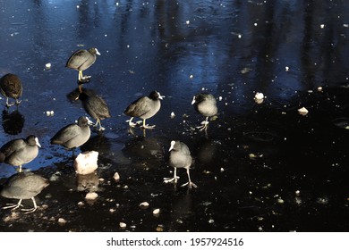 Birds Standing On Thin Ice