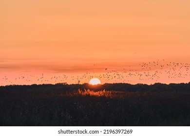 Birds in the sunset in northern Germany. High quality photo