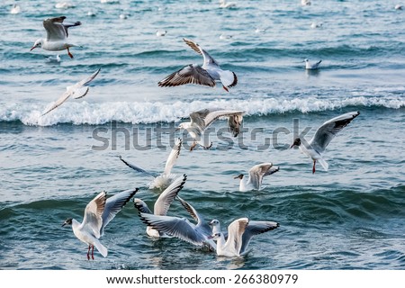 birds swans sea gulls  water swan  sky wild