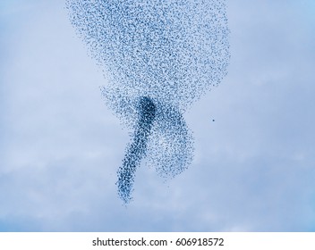 Birds Swarm Movements 