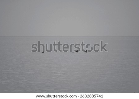 Birds swim on the North Sea