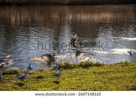 Birds swimming on the lake in a beautiful landscape at St James's Park with a lake in Westminster in Central London England UK
