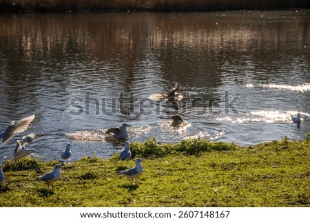 Birds swimming on the lake in a beautiful landscape at St James's Park with a lake in Westminster in Central London England UK