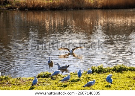 Birds swimming on the lake in a beautiful landscape at St James's Park with a lake in Westminster in Central London England UK