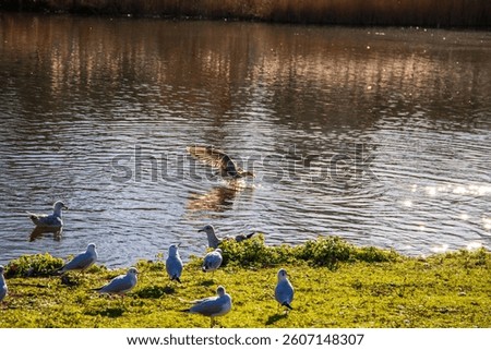 Birds swimming on the lake in a beautiful landscape at St James's Park with a lake in Westminster in Central London England UK