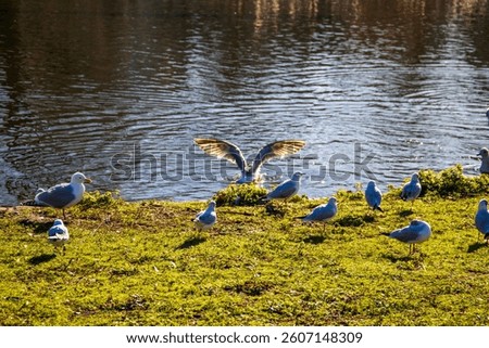 Birds swimming on the lake in a beautiful landscape at St James's Park with a lake in Westminster in Central London England UK