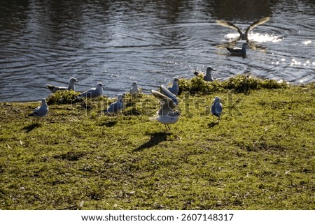 Birds swimming on the lake in a beautiful landscape at St James's Park with a lake in Westminster in Central London England UK