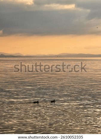 Birds Swimming to the Sunset