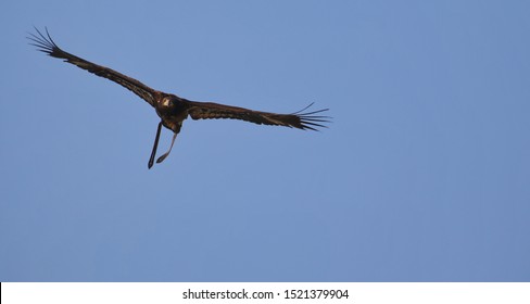 Oiseau Couleur Images Stock Photos Vectors Shutterstock