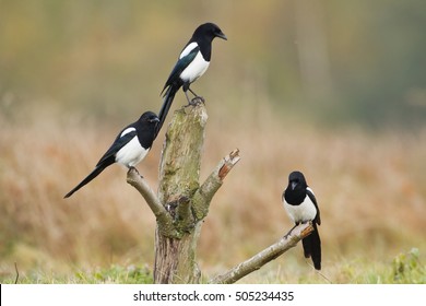 Three Magpies High Res Stock Images Shutterstock
