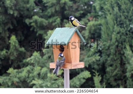 The Birds Titmouse feeding on a small wooden birds house