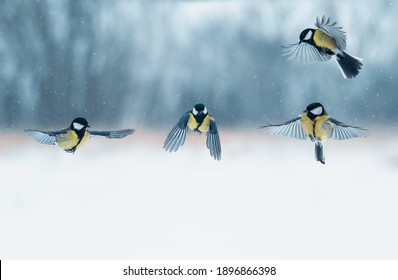 -birds tits fly in the winter garden under the falling snow