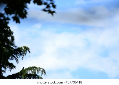 Birds in a tree
