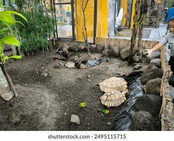 birds and turtles in a cage zoo at Ibarbo Park, Yogyakarta  - Powered by Shutterstock