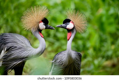 Birds of Uganda - The Grey Crowned Crane