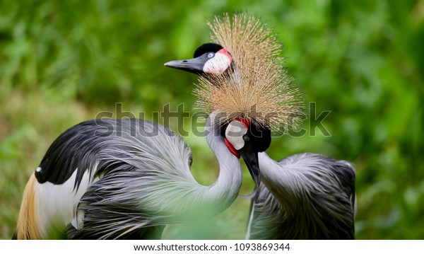 Birds of Uganda - The\
Grey Crowned Crane