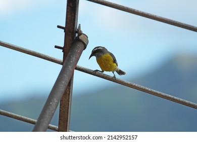 Birds Of The Aburrá Valley, Medellín Colombia