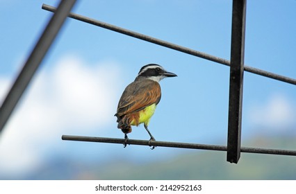 Birds Of The Aburrá Valley, Medellín Colombia