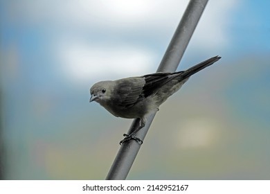 Birds Of The Aburrá Valley, Medellín Colombia