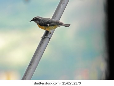 Birds Of The Aburrá Valley, Medellín Colombia