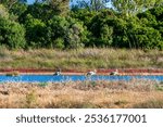 Birds wade in Gialova Lagoon, a biodiverse wetland near Pylos, Greece. This area is known for its scenic beauty and rich wildlife, hosting migratory birds and rare species.