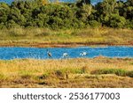 Birds wade in Gialova Lagoon, a biodiverse wetland near Pylos, Greece. This area is known for its scenic beauty and rich wildlife, hosting migratory birds and rare species.