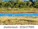 Birds wade in Gialova Lagoon, a biodiverse wetland near Pylos, Greece. This area is known for its scenic beauty and rich wildlife, hosting migratory birds and rare species.