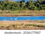 Birds wade in Gialova Lagoon, a biodiverse wetland near Pylos, Greece. This area is known for its scenic beauty and rich wildlife, hosting migratory birds and rare species.