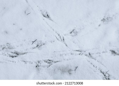 The birds walked through the snow leaving footprints behind them. Multiple bird tracks in the snow
