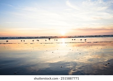 Birds walking across the beach at sunset - Powered by Shutterstock