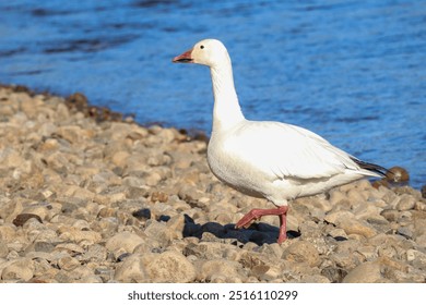 Birds in a walking - goose, ducks, seagulls - Powered by Shutterstock