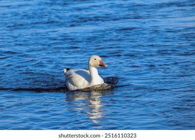 Birds in a walking - goose, ducks, seagulls - Powered by Shutterstock