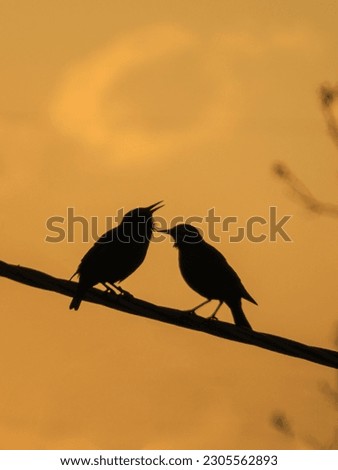 Birds watching the sunset on the wires