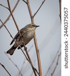 Birds, Yellow Rumped Warbler, Pickwick Landing State Park, Tennessee