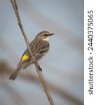 Birds, Yellow Rumped Warbler, Pickwick Landing State Park, Tennessee