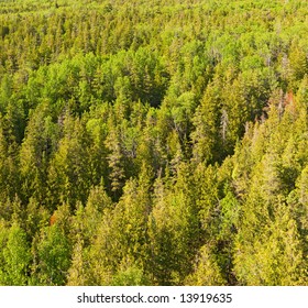 Birds-eye view at a boreal forest lit by warm afternoon sun