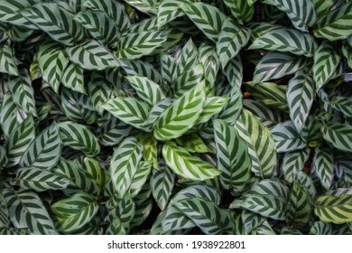 Bird's-eye View Of Calathea Freddie, Grown In A Pot In A Greenhouse.