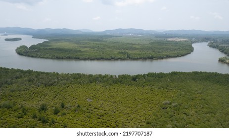 A Bird's-eye View Of The Mangrove Forest From A Drone.