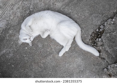 A bird's-eye view of a white female cat in various poses, stretched out on the cement floor.