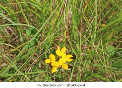 Birdsfoot Trefoil In A Field	